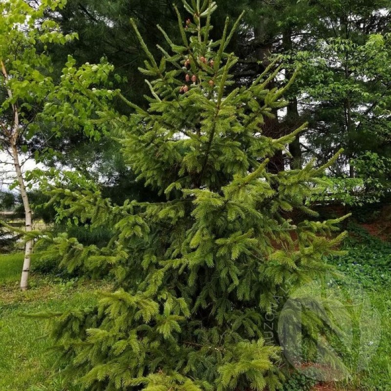 Eglė raudonoji (Picea Rubens) sėklos - 20 vnt. (#780)