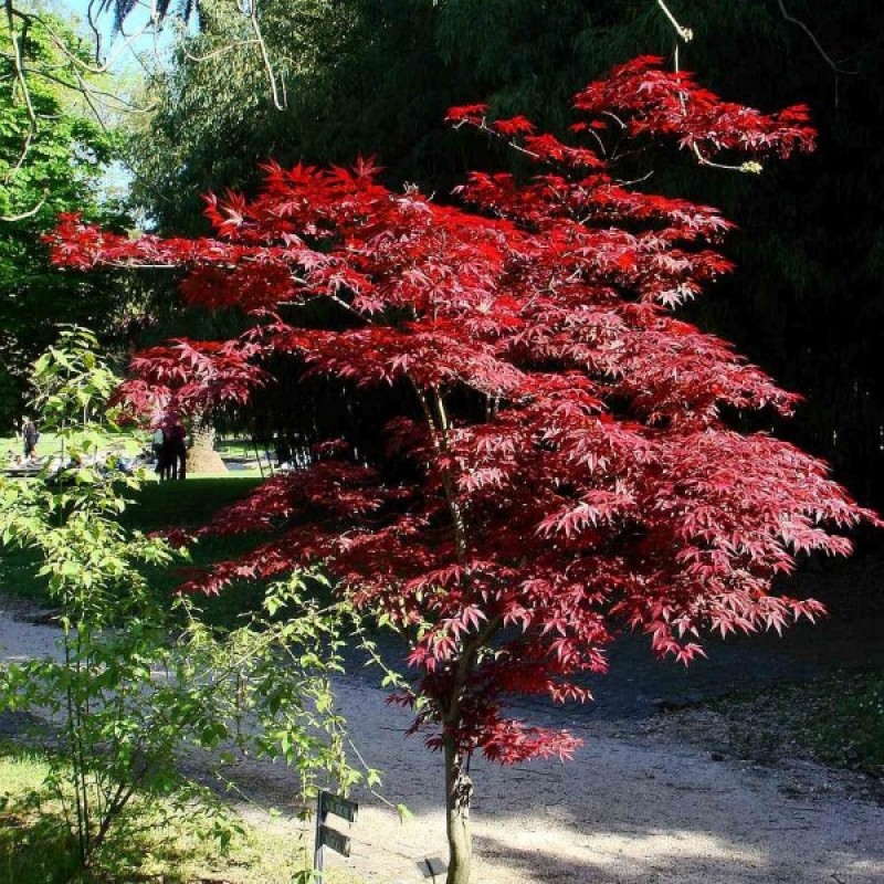 Klevas plaštakinis raudonlapis (Acer Palmatum Atropurpureum) sėklos - 10 vnt. (#457)