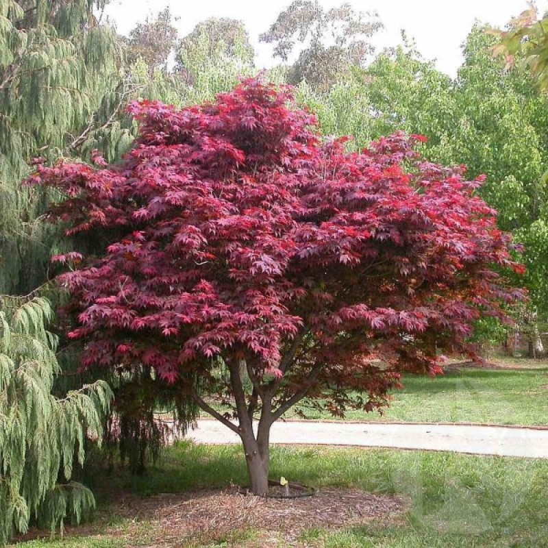 Red-leaved Japanese Maple (Acer Palmatum Atropurpureum) 10 seeds (#457)