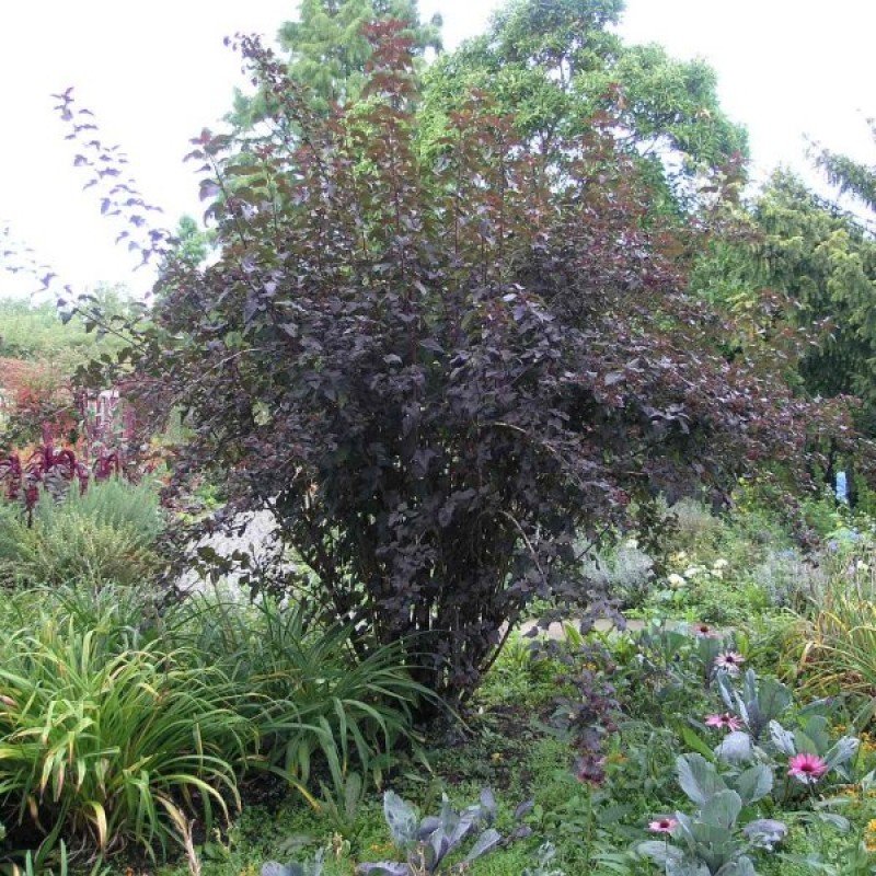 Pūslenis putinalapis (Physocarpus Opulifolius raudonlapis) sėklos - 50 vnt (#612)