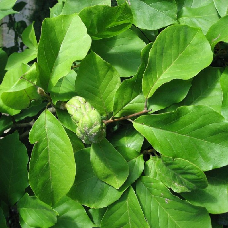 Magnolija sulanžo (Magnolia Soulangeana) sėklos - 5 vnt. (#811)