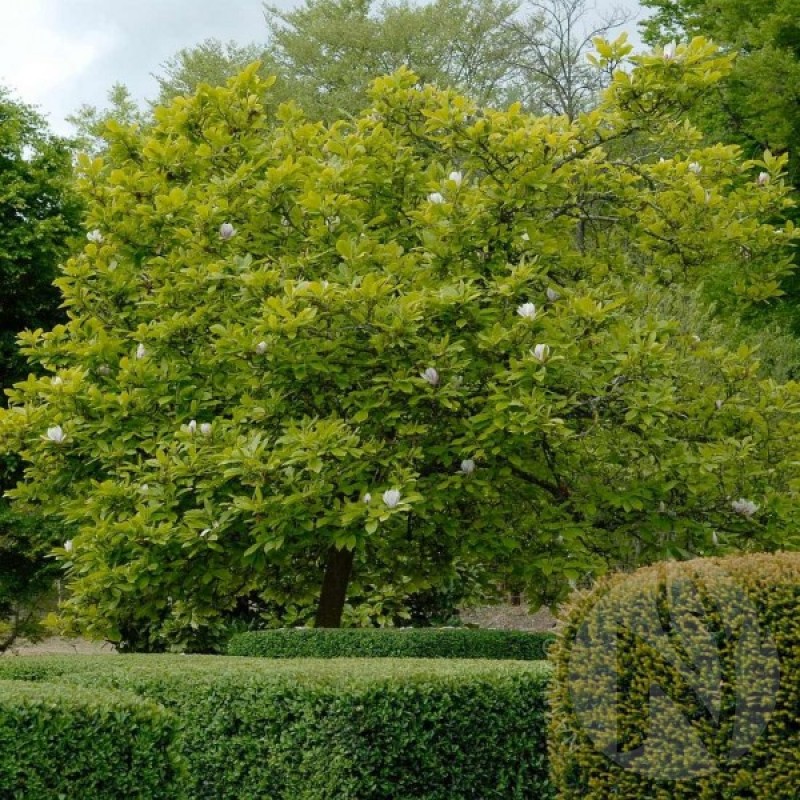 Magnolija sulanžo (Magnolia Soulangeana) sėklos - 5 vnt. (#811)