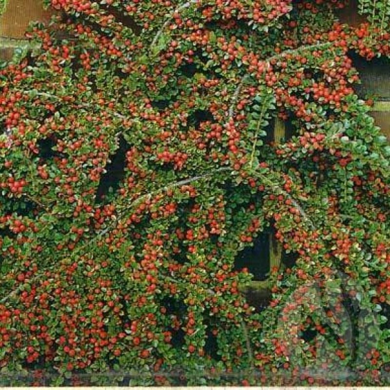 Rockspray Cotoneaster (Cotoneaster Horizontalis) 20 seeds (#142)