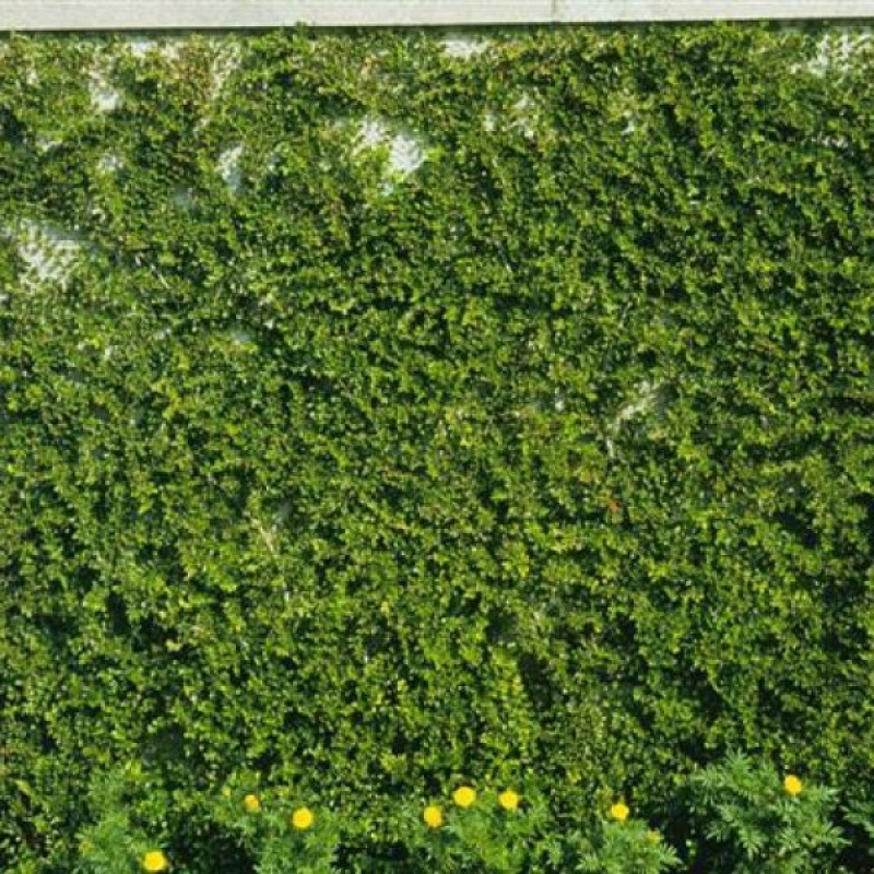 Kaulenis gulsčiasis (Cotoneaster Horizontalis) sėklos - 20 vnt (#142)