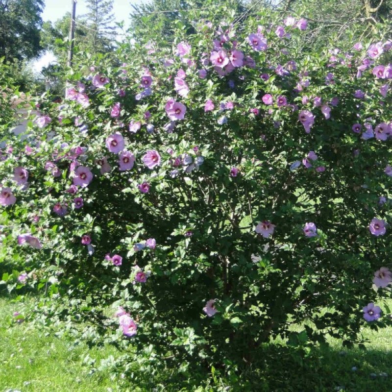 Rose Of Sharon (Hibiscus Syriacus) 30 seeds (#25)