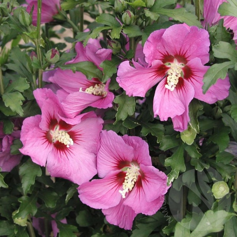 Rose Of Sharon (Hibiscus Syriacus) 30 seeds (#25)