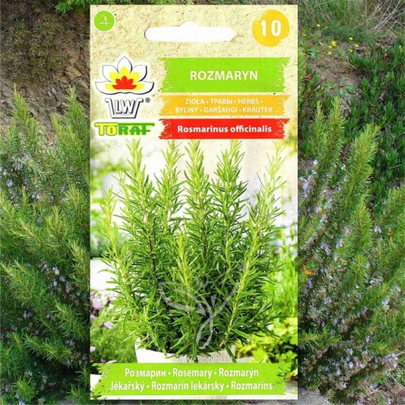 Rosmary (Rosmarinus Officinalis) 50 seeds (#964)