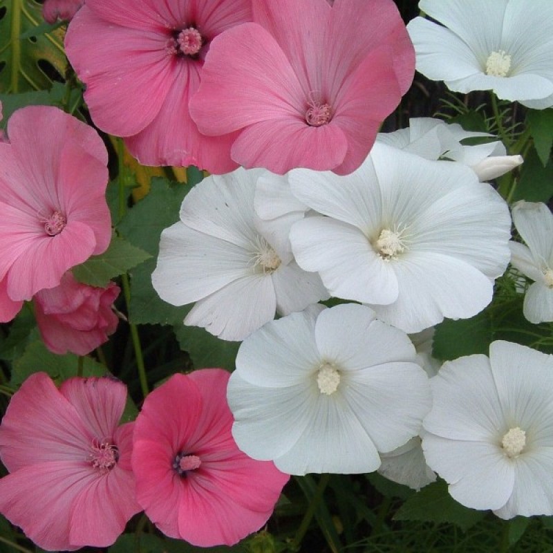 Rožūnė Darželinė (Lavatera Trimestris rausva-balta mišinys) sėklos - 100 vnt (#1217)