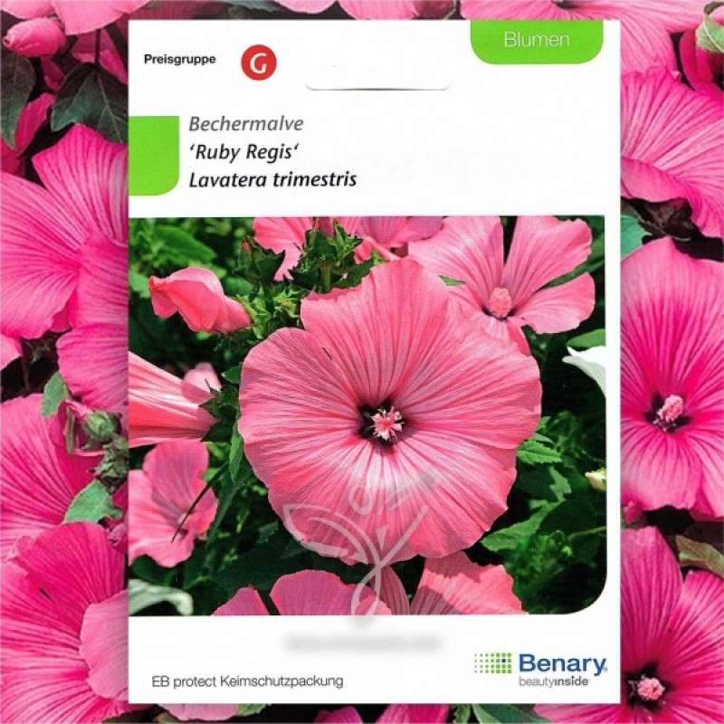 Royal Rose Mallow (Lavatera Trimestris Ruby Regis) 60 seeds (#1009)