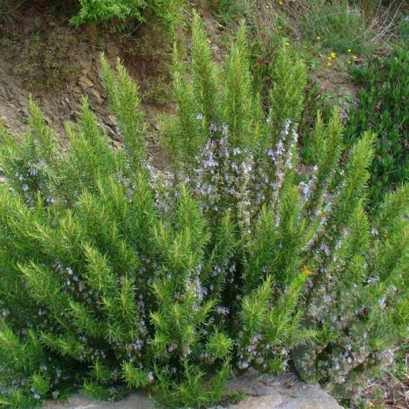 Rozmarinas kvapusis (Rosmarinus Officinalis) sėklos - 50 vnt (#964)