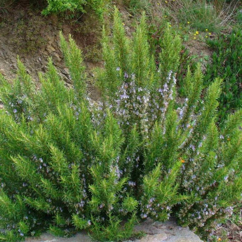 Rozmarinas kvapusis (Rosmarinus Officinalis) sėklos - 50 vnt (#964)