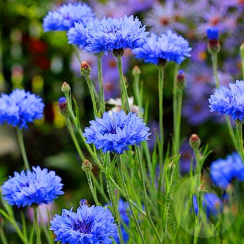 Cornflower (Centaurea Cyanus Blue) 200 seeds (#1275)