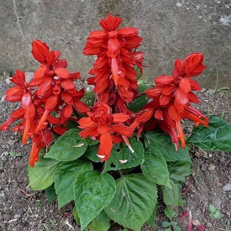 Scarlet Sage (Salvia Splendens) 80 seeds (#1492)