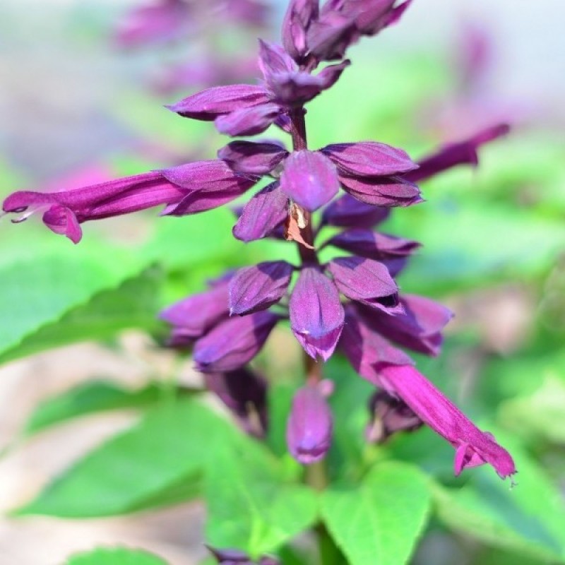 Šalavijas (Salvia Splendens Violetinis) sėklos - 10 vnt (#1874)
