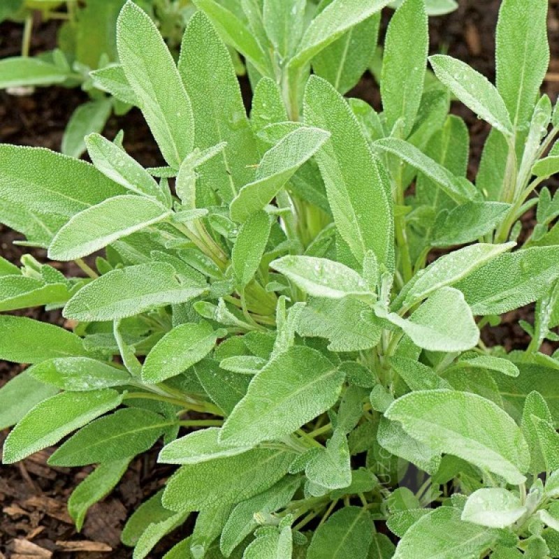 Šalavijas vaistinis (Salvia Officinalis) sėklos - 120 vnt (#1728)