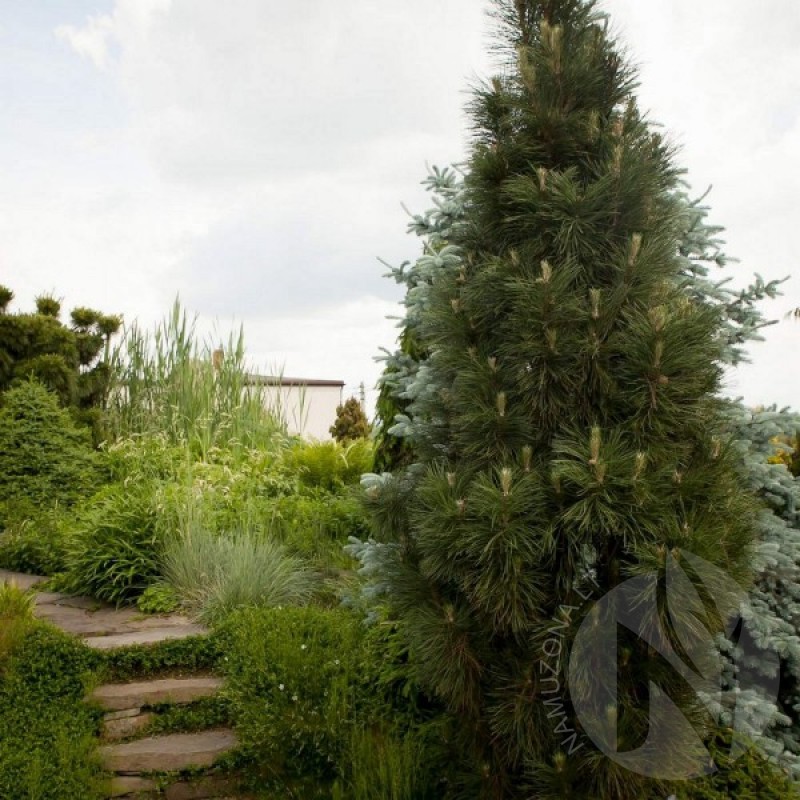 Austrian Pine (Pinus Nigra Pyramidalis) 10 seeds (#536)
