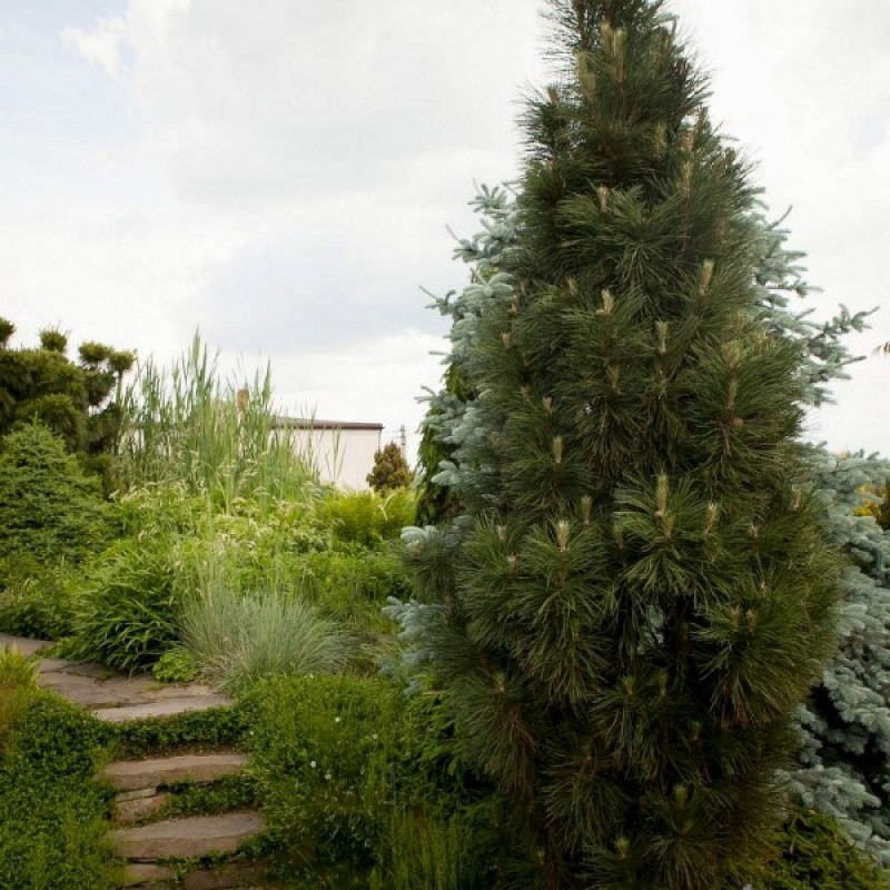 Austrian Pine (Pinus Nigra Pyramidalis) 10 seeds (#536)