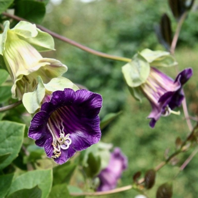 Kobėja lipikė vijoklinė (Cobaea Scandens Violetinė) sėklos - 6 vnt (#1930)