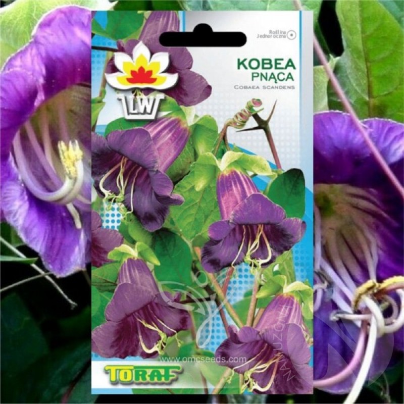 Saucer Vine (Cobaea Scandens Violet) 6 seeds (#1930)