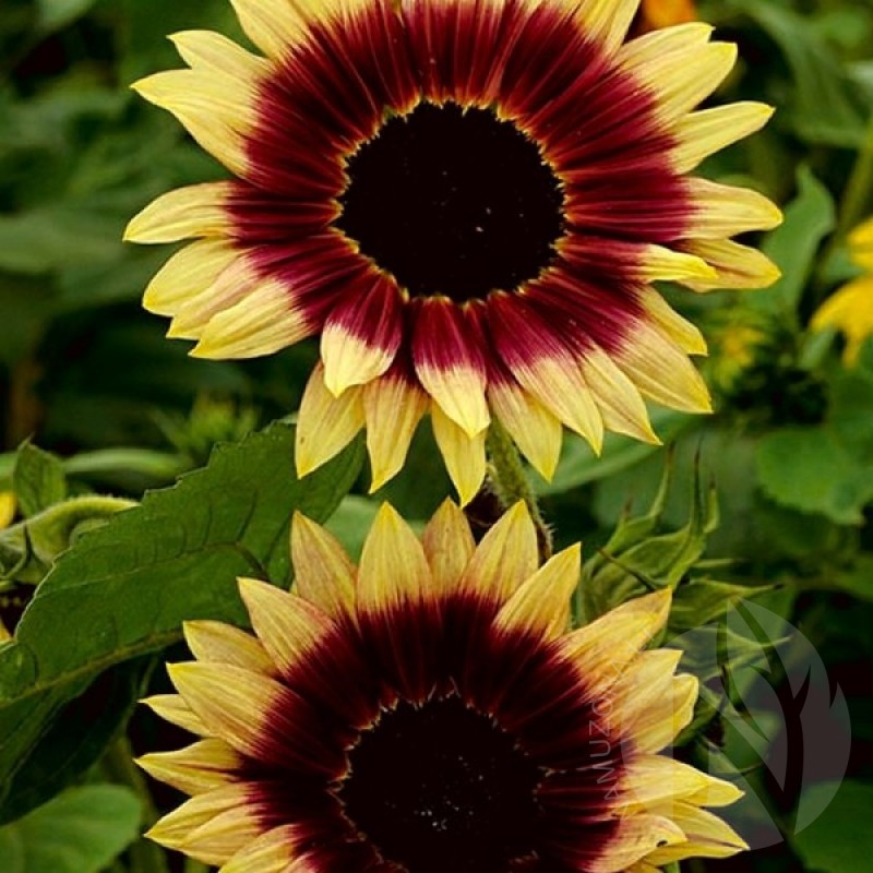 Sunflower (Helianthus Annuus Floren) 60 seeds (#2382)