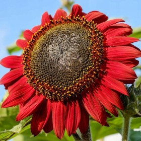 Sunflower ornamental (Helianthus Annuus Cherry Queen) 70 seeds (#1604)