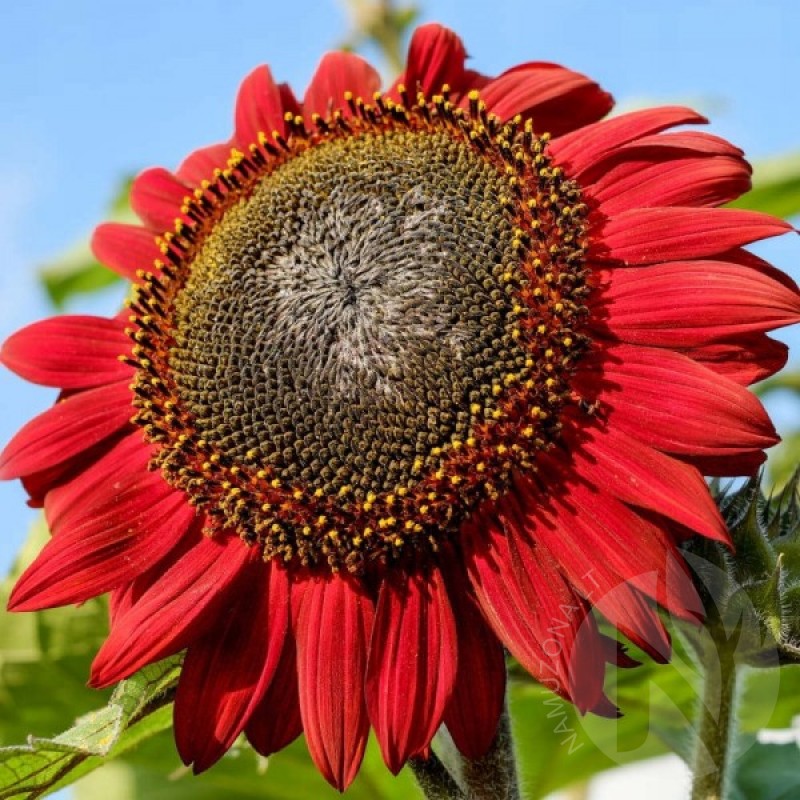 Sunflower ornamental (Helianthus Annuus Cherry Queen) 70 seeds (#1604)