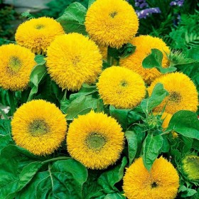 Sunflower (Helianthus Annuus Teddy Bear) 70 seeds (#1212)