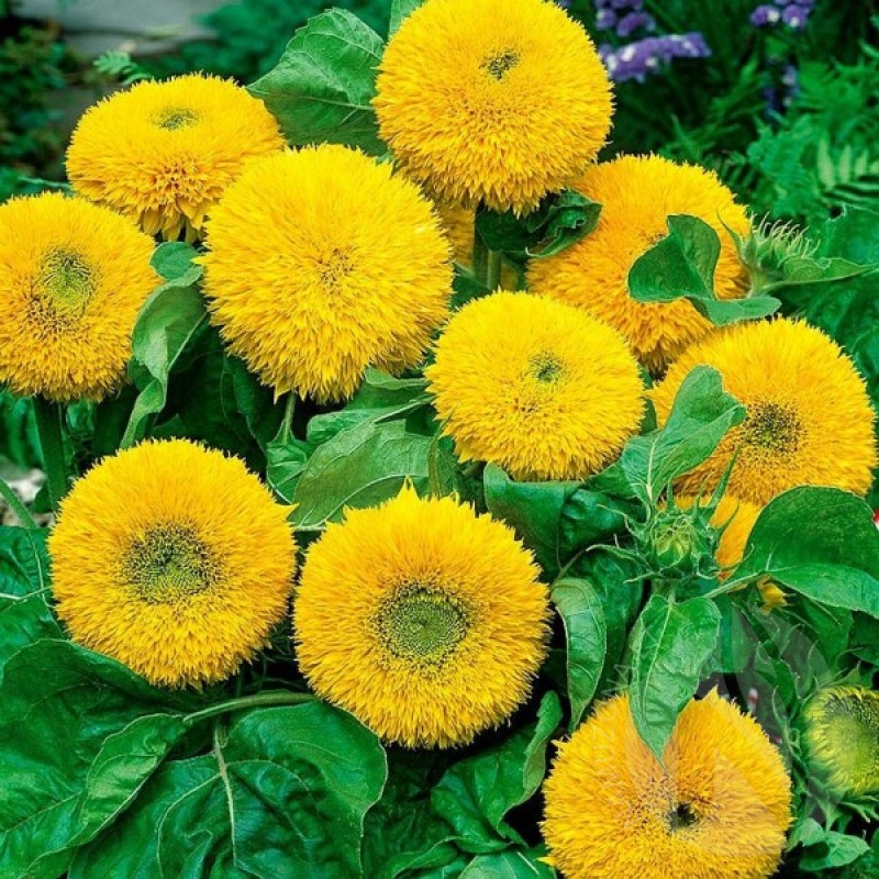 Sunflower (Helianthus Annuus Teddy Bear) 70 seeds (#1212)