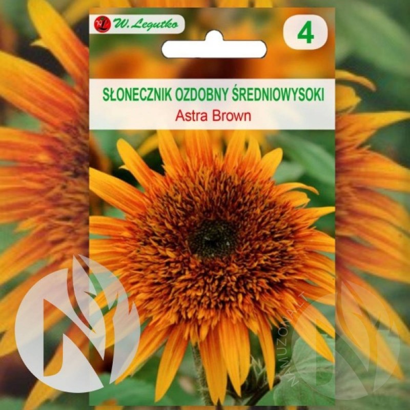 Sunflower (Helianthus Annuus Astra Brown) 70 seeds (#2363)