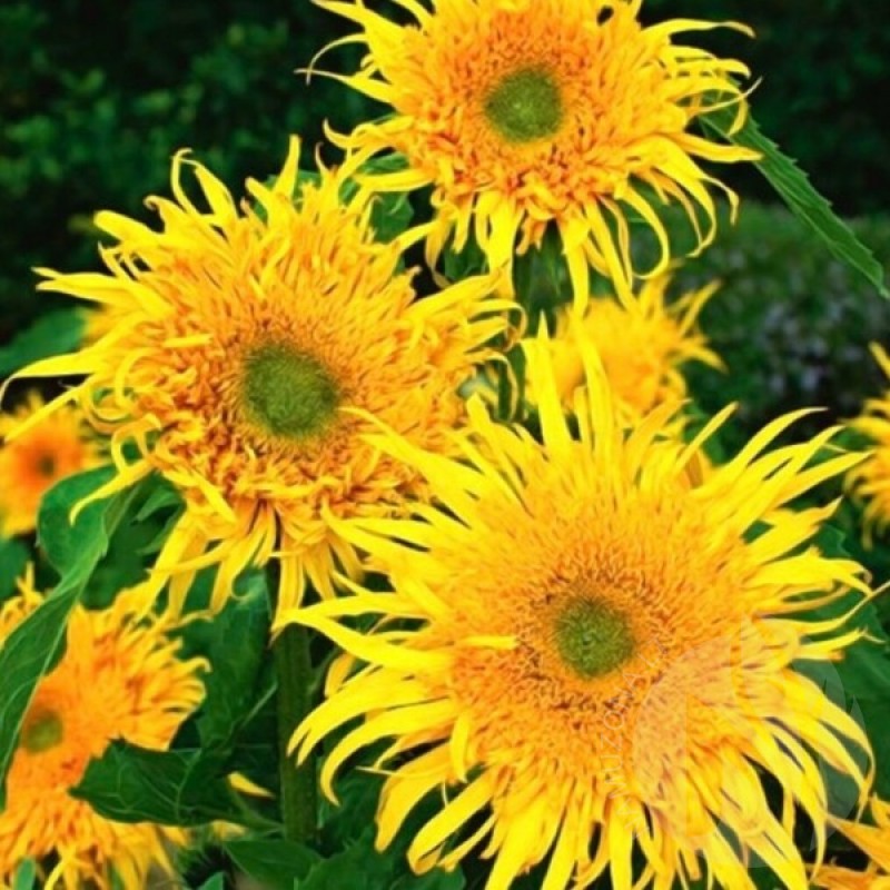 Sunflower (Helianthus Annuus Astra Gold) 30 seeds (#2362)