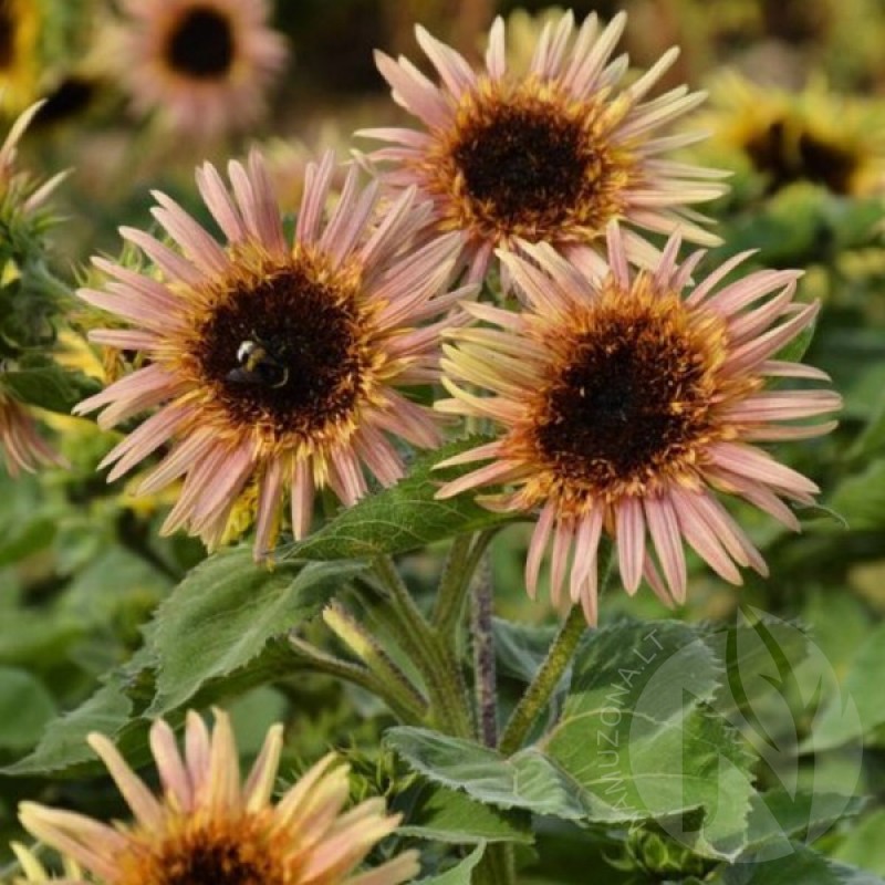 Sunflower (Helianthus Annuus Astra Rose) 70 seeds (#945)
