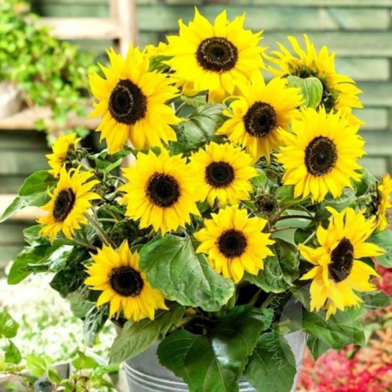 Sunflower (Helianthus Annuus Polino Cola dwarf) 50 seeds (#1660)