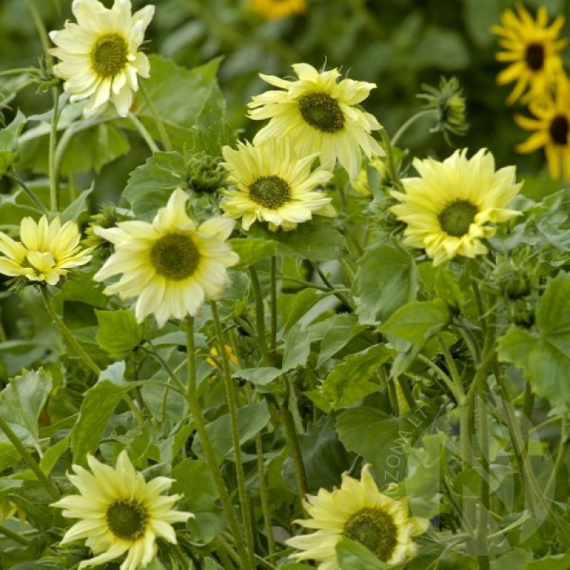 Sunflower (Helianthus Debilis Italian Green Heart) 40 seeds (#2396)