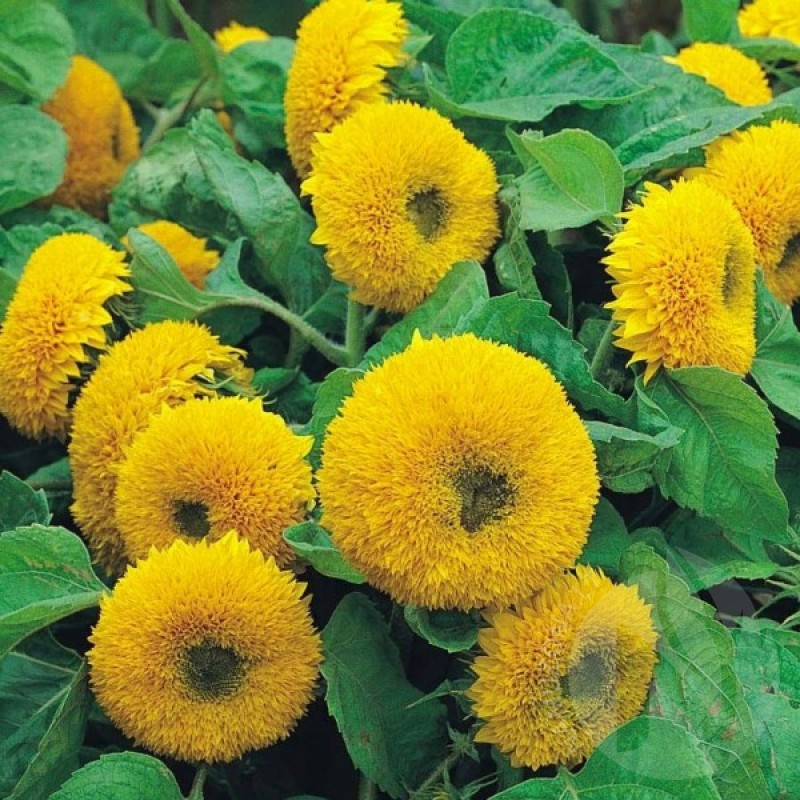 Dwarf Sunflower (Helianthus Annuus nanum) 80 seeds (#1572)