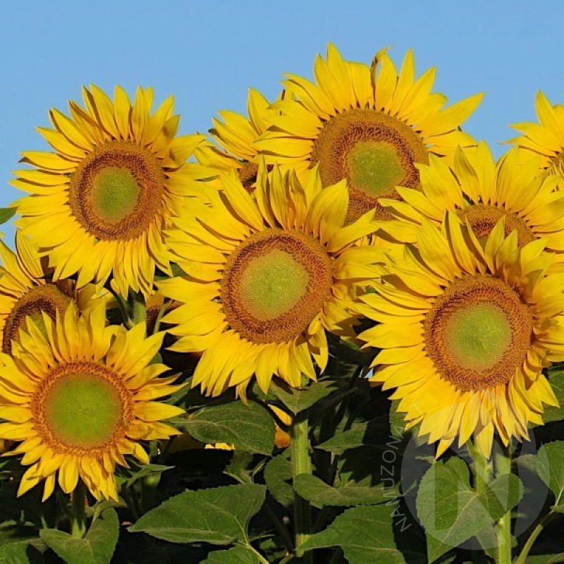 Dwarf Sunflower (Helianthus Annuus Green Hobbit) 40 seeds (#981)