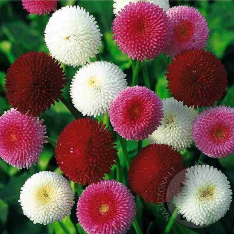 English Daisy (Bellis Perennis Pomponette mix) 600 seeds (#1627)