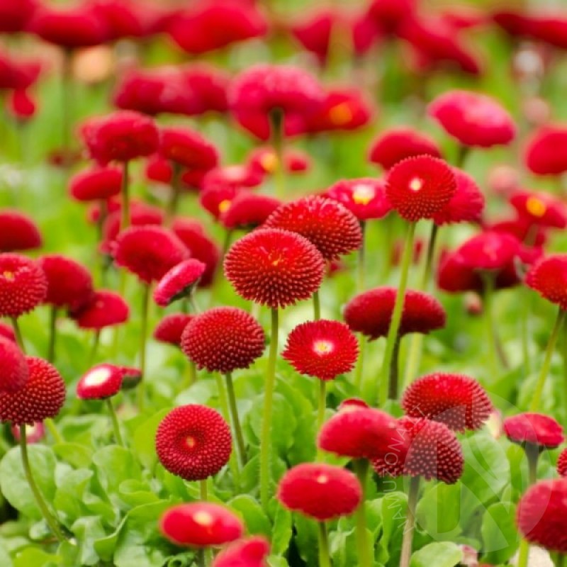 English Daisy (Bellis Perennis Pomponette red) 500 seeds (#1376)