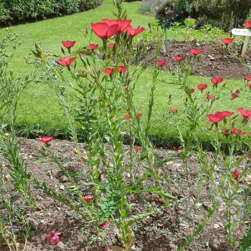 Scarlet Flax (Linum Grandiflorum Rubrum) 150 seeds (#2175)