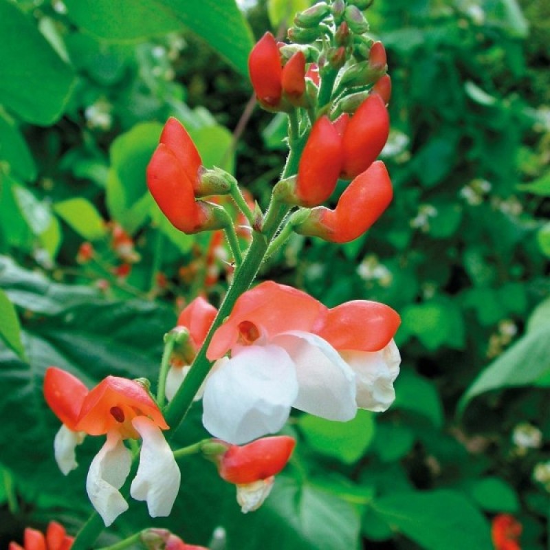 Scarlet Runner Bean (Phaseolus Coccineus mix) 6 seeds (#1787)