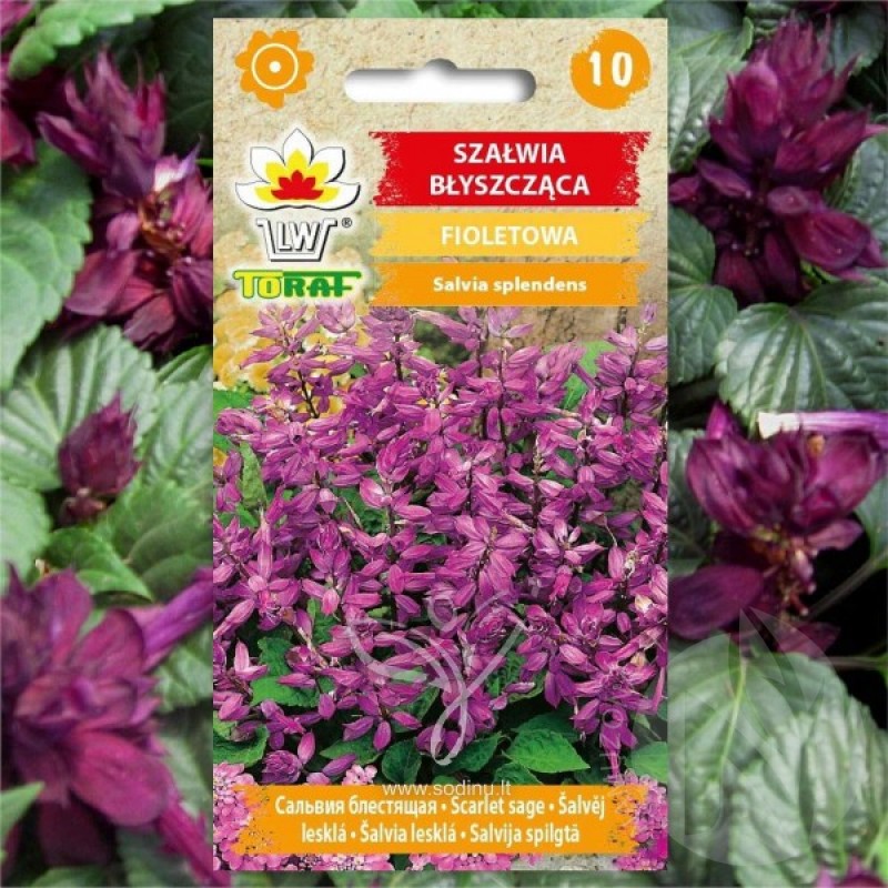 Šalavijas (Salvia Splendens Violetinis) sėklos - 10 vnt (#1874)