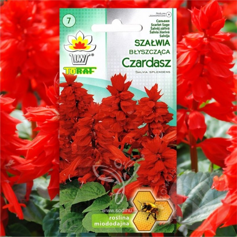 Šalavijas Raudonžiedis (Salvia Splendens) sėklos - 80 vnt (#1492)
