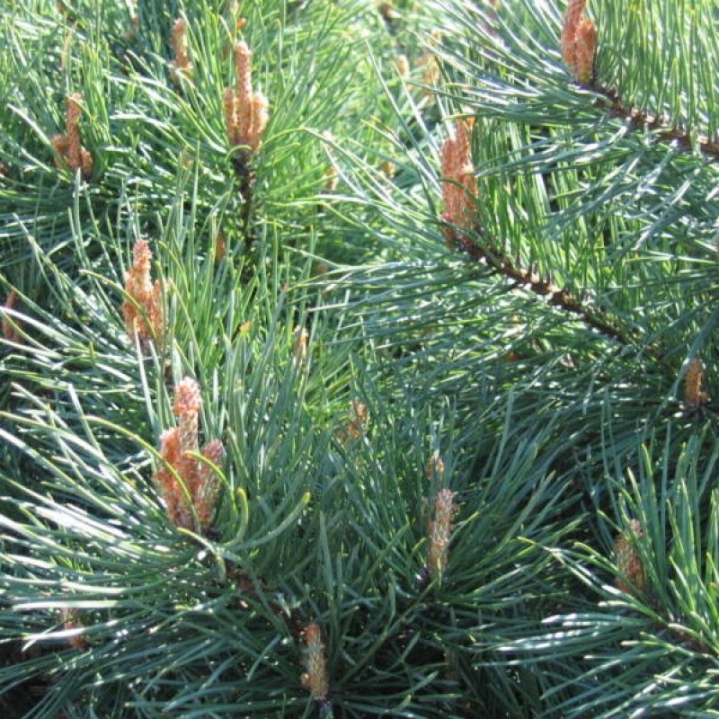 Pušis paprastoji (Pinus Sylvestris) sėklos - 20 vnt (#207)