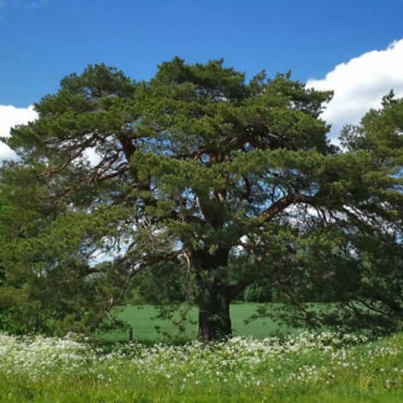Pušis paprastoji (Pinus Sylvestris) sėklos - 20 vnt (#207)