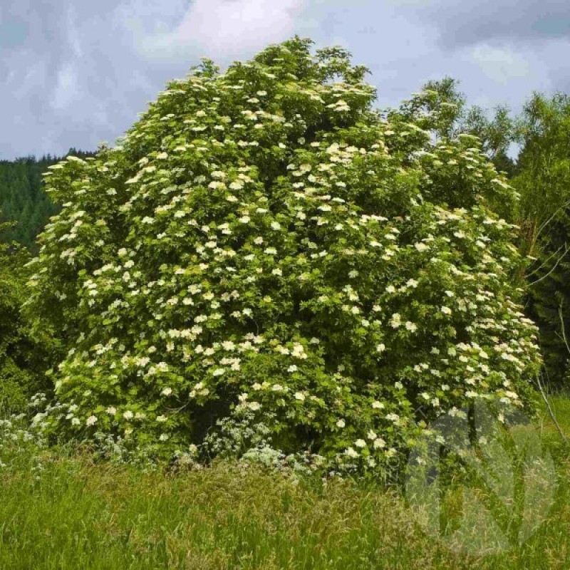 European Elderberry (Sambucus Nigra) 50 seeds (#65)