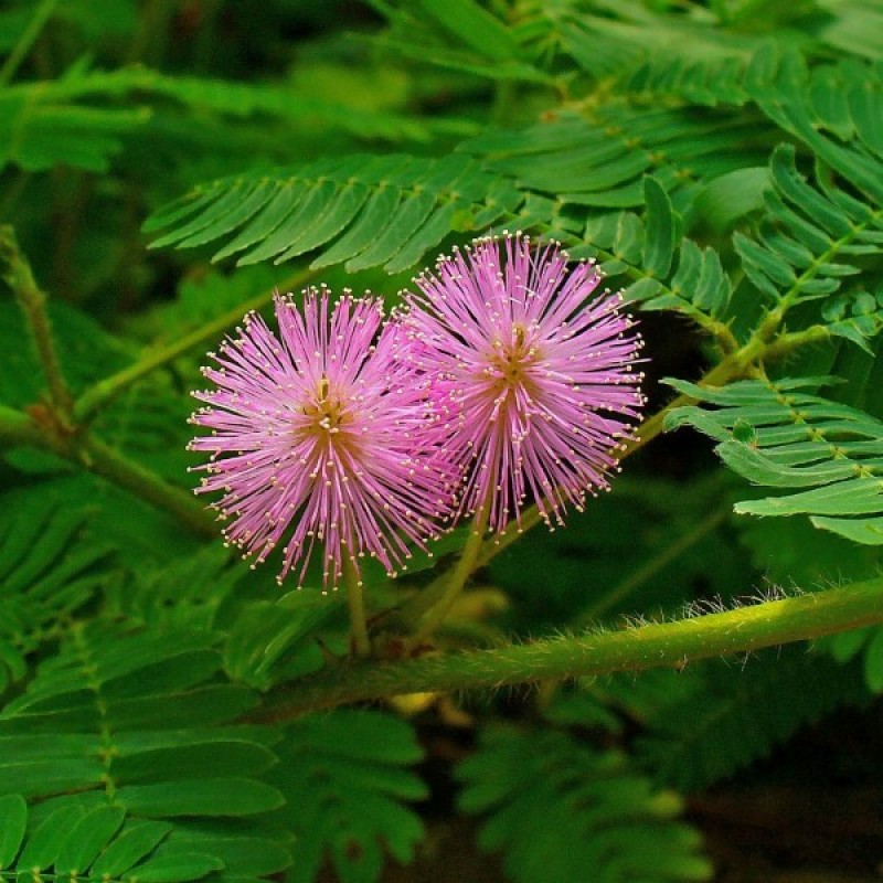 Mimoza jautrioji (Mimosa Pudica) sėklos - 30 vnt (#882)