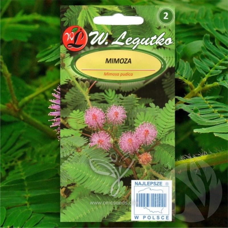 Sensitive Plant (Mimosa Pudica) 30 seeds (#882)