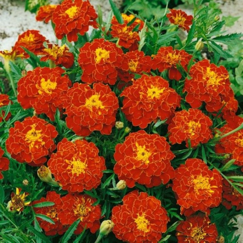 French Marigold (Tagetes Patula nana Carmen) 100 seeds (#1257)