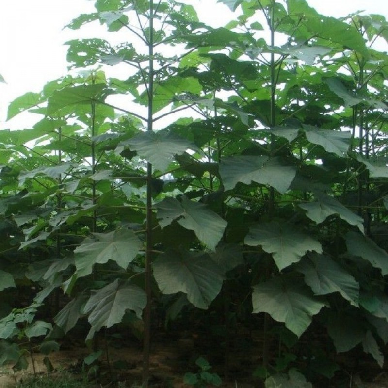 Shantong Hybrid (Paulownia Shan Tong) seeds (#2055)