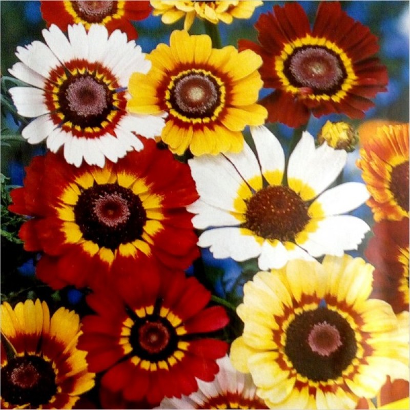 Shasta Daisy (Chrysanthemum Carinatum tricolor mix) 200 seeds (#1075)