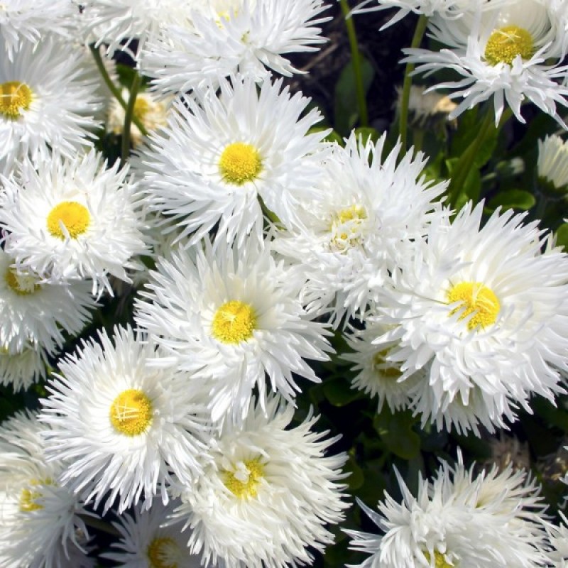 Shasta Daisy (Chrysanthemum Leucanthemum Crazy Daisy) 100 seeds (#1888)